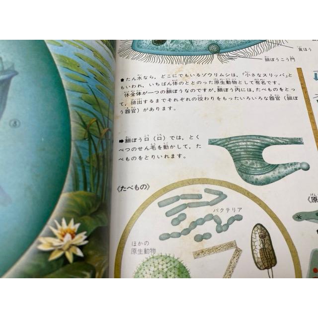 世界の動物1 無脊椎動物 原色細密生態図鑑/今島実・矢島稔 世界の動物1 無脊椎動物 原色細密生態図鑑/今島実・矢島稔