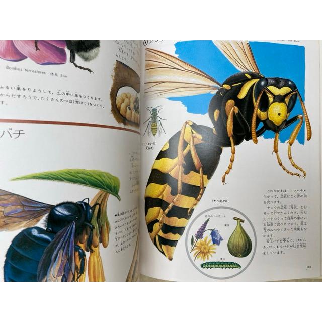 世界の動物1 無脊椎動物 原色細密生態図鑑/今島実・矢島稔 世界の動物1 無脊椎動物 原色細密生態図鑑/今島実・矢島稔