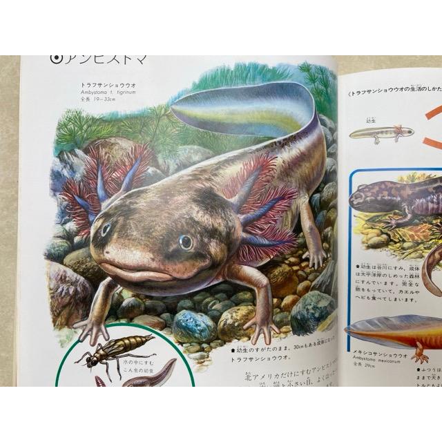 世界の動物4 両生類・爬虫類 原色細密生態図鑑/講談社 : 太田 世界の動物4 両生類・爬虫類 原色細密生態図鑑/講談社 : 太田