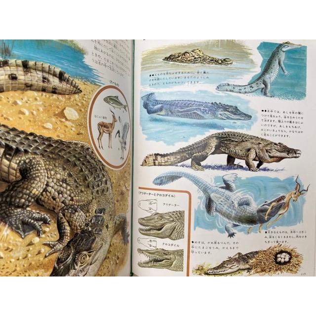 世界の動物4 両生類・爬虫類 原色細密生態図鑑/講談社 : 太田 世界の動物4 両生類・爬虫類 原色細密生態図鑑/講談社 : 太田