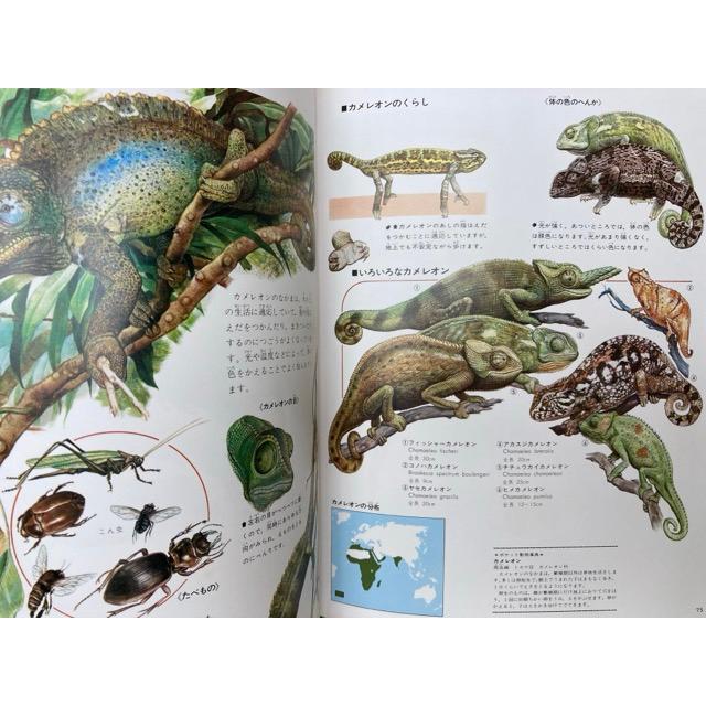 世界の動物4 両生類・爬虫類 原色細密生態図鑑/講談社 : 太田 世界の動物4 両生類・爬虫類 原色細密生態図鑑/講談社 : 太田