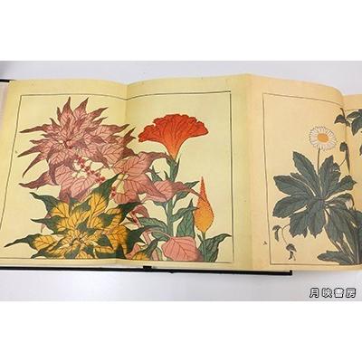 四季の花 復刻版 全10冊+解説 (昭和55年) 酒井抱一 : 月映 四季の花 復刻版 全10冊+解説 (昭和55年) 酒井抱一 : 月映