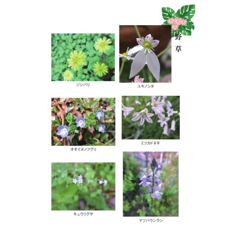 植物ふれあい図鑑 花を友とする喜び 山口 政行 1175 Bookway Yahoo ショッピング店 通販 Yahoo ショッピング