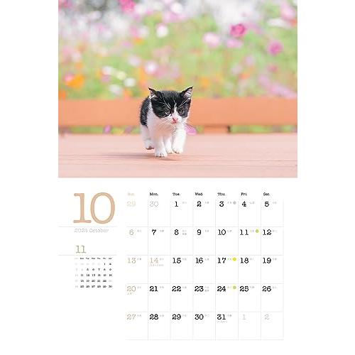 カレンダー2024 こねこと暮らす 保護猫チャリティーカレンダー（月めくり/壁掛け） (ヤマケイカレンダー2024)｜boom0415no2｜14