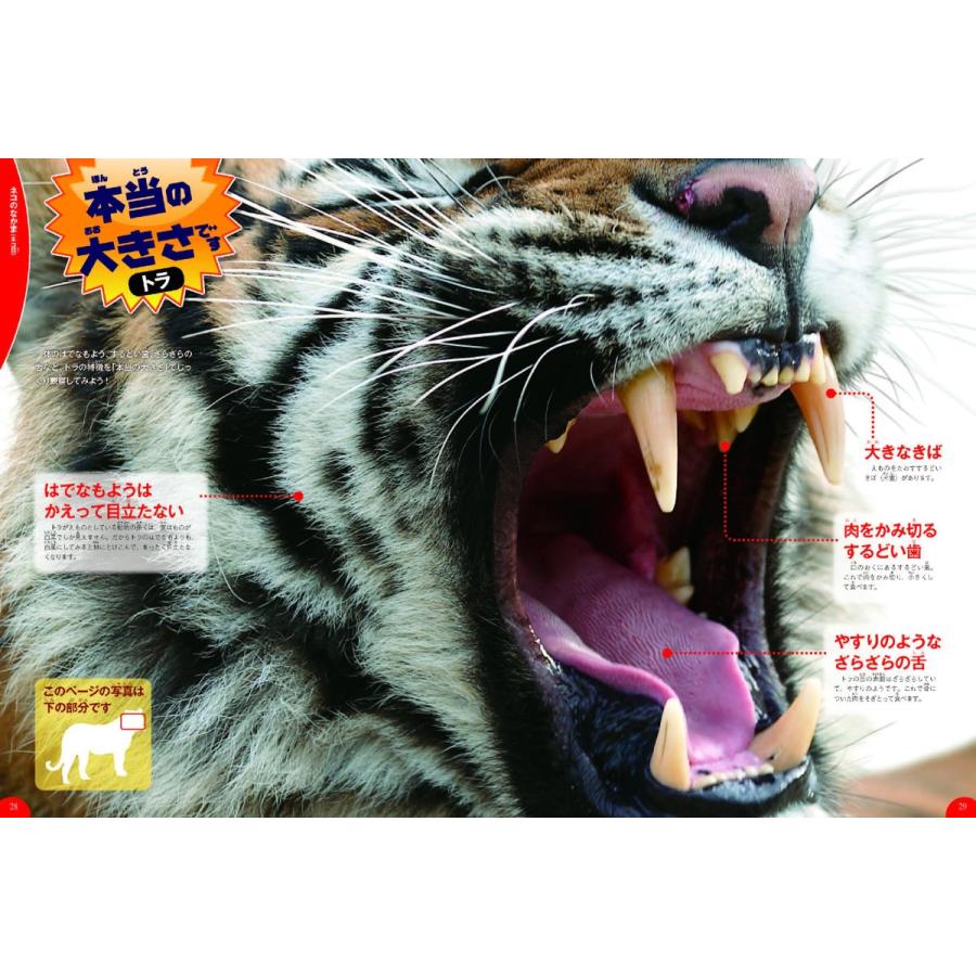 毎日クーポン有 学研の図鑑live ２ トレンド 動物 今泉忠明