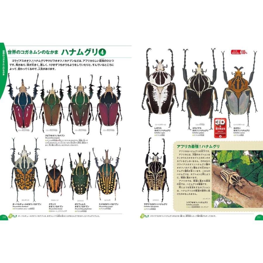カブトムシ・クワガタムシ/岡島秀治｜boox｜07