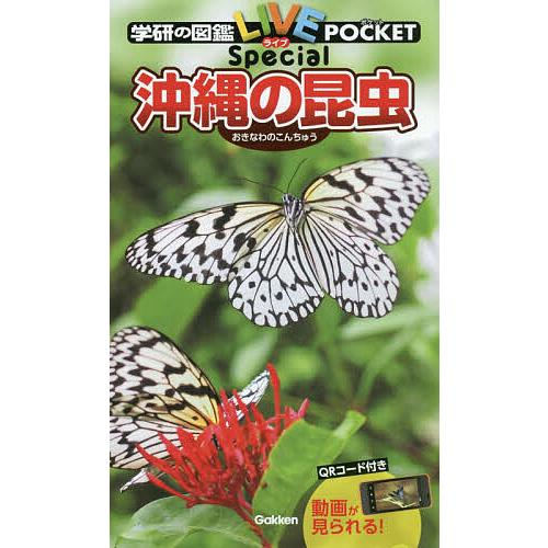 沖縄の昆虫/槐真史 : bookfan - 通販 - Yahoo!ショッピング