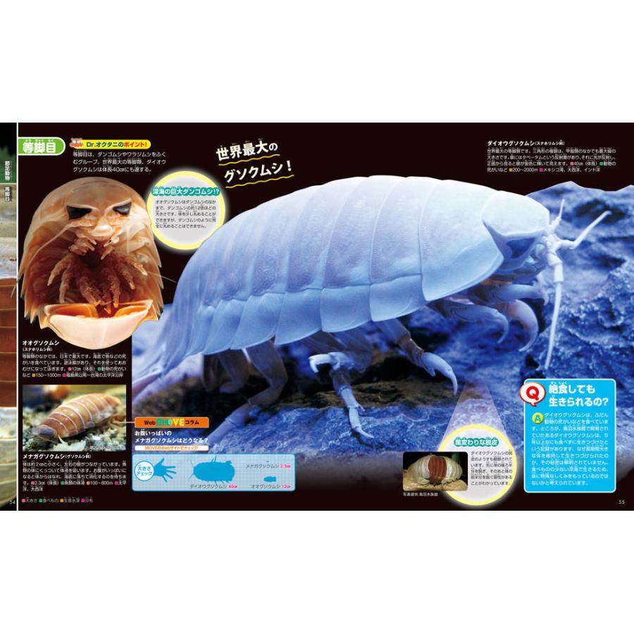 毎日クーポン有 深海の生きもの 奥谷喬司 尼岡邦夫 国内外の人気