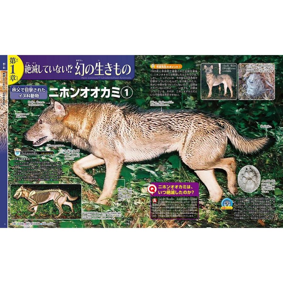 毎日クーポン有 まぼろしの生きもの まとめ買い特価 今泉忠明