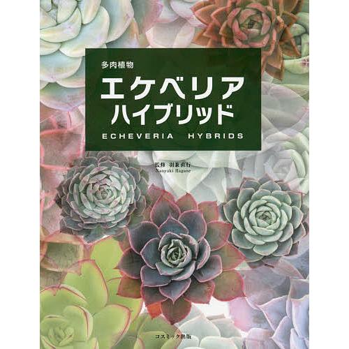高い素材 毎日クーポン有 多肉植物エケベリアハイブリッド 羽兼直行 与え