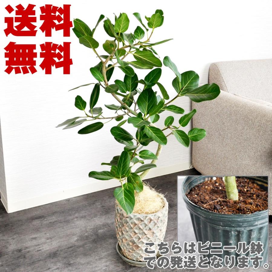 幹の曲がりが美しい観葉植物 ベンガレンシル8号 約1 130cm 植木のみ ビニール鉢 Bibs Com Ua