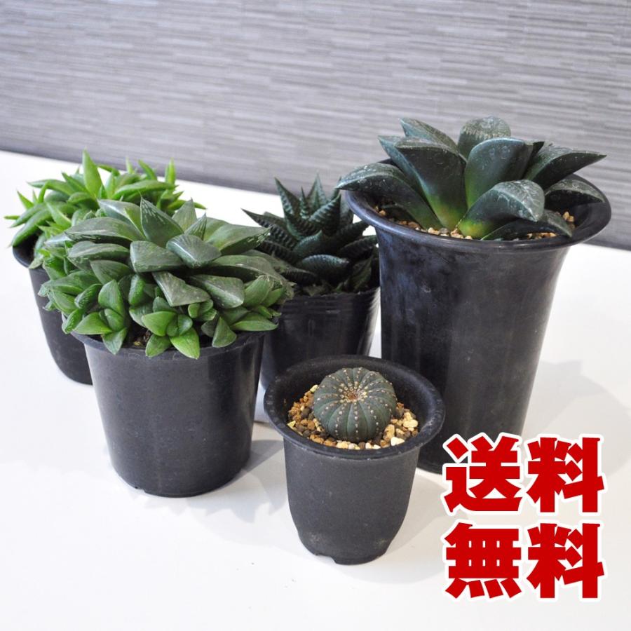 観葉植物 高級多肉植物セットa Mno 1001 0038 Botanicalstyle 通販 Yahoo ショッピング