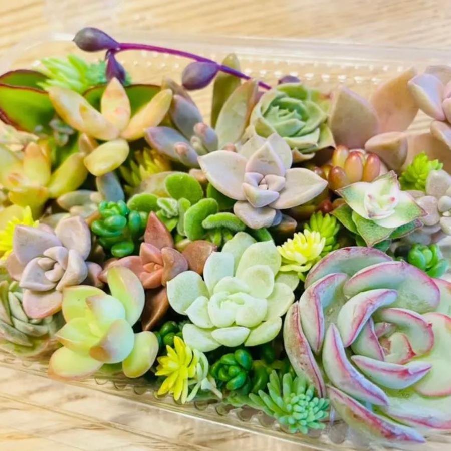 送料無料!!】多肉植物 カット苗 おまかせ 詰合せ 寄せ植えに 送料無料!!】多肉植物 カット苗 おまかせ 詰合せ 寄せ植えに