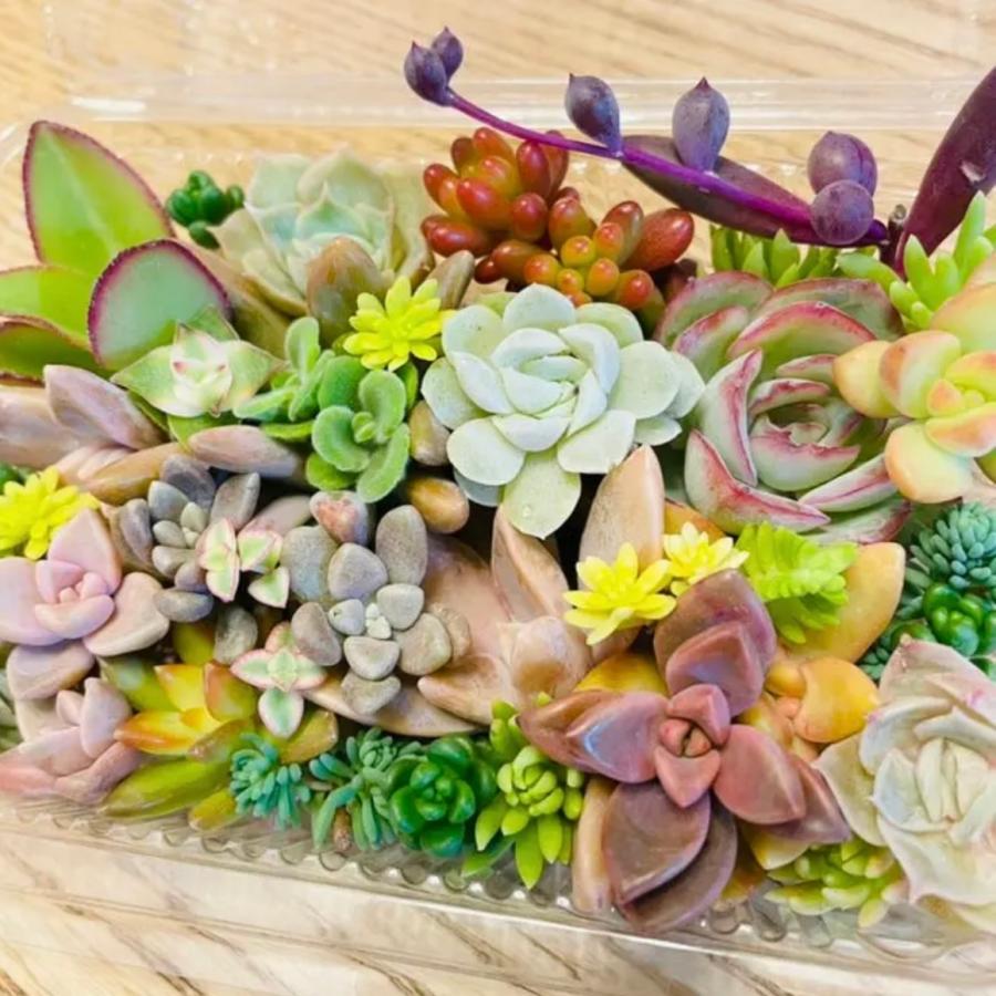 送料無料!!】多肉植物 カット苗 おまかせ 詰合せ 寄せ植えに 送料無料!!】多肉植物 カット苗 おまかせ 詰合せ 寄せ植えに