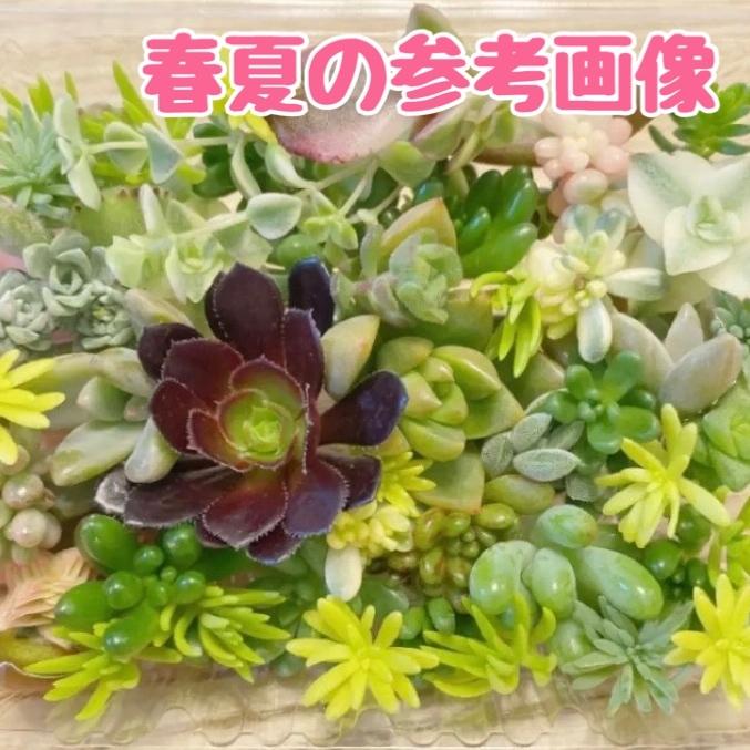 【送料無料!!】多肉植物 カット苗 おまかせ 詰合せ 寄せ植えに 送料無料｜botaniku｜04