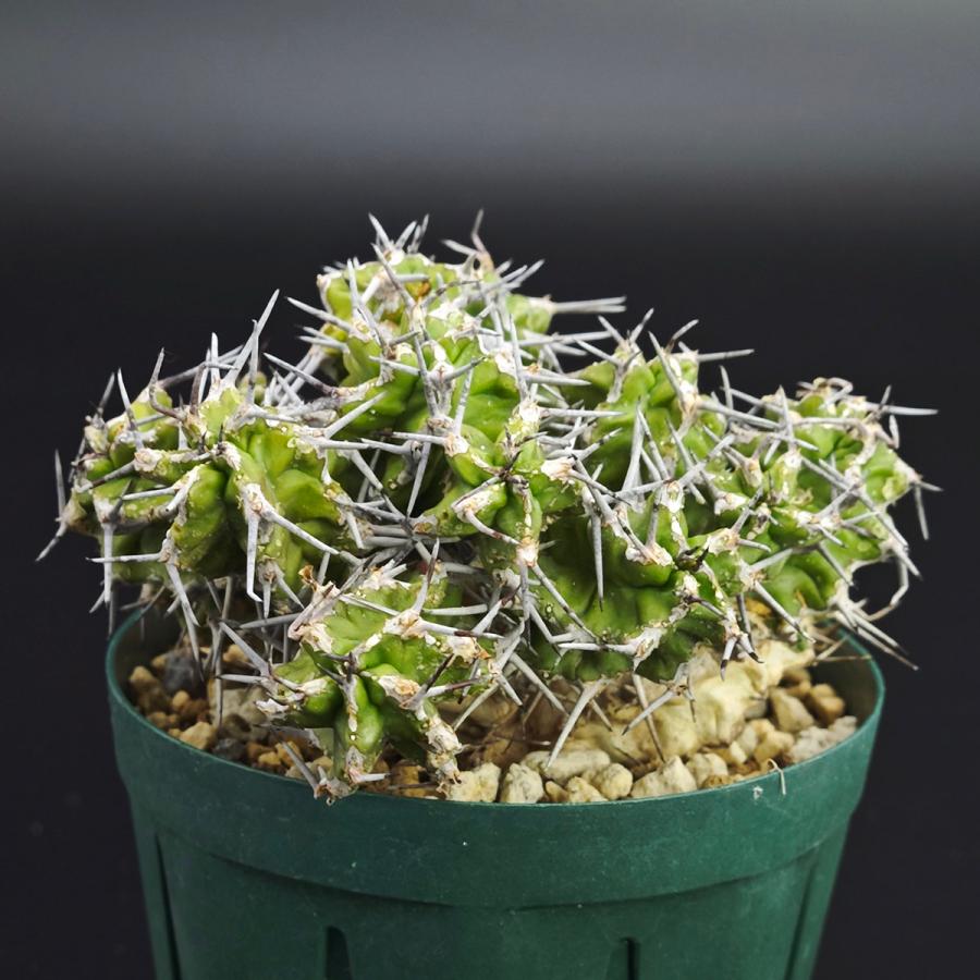ユーフォルビア ミトリフォルミス 2.5号（7.5cm鉢） *0312 : Botanique Yahoo!ショッピング店 - 通販 ...