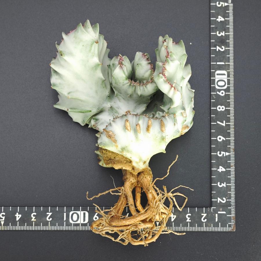ユーフォルビア ラクテア綴化 ホワイト *0412 : Botanique Yahoo