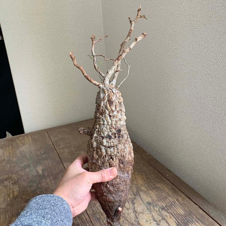 完売 輸入苗 オペルクリカリア パキプス 412 Ope Pachypus 0412 Botanique Yahoo ショッピング店 通販 Yahoo ショッピング 最高の Web Escgroup Com