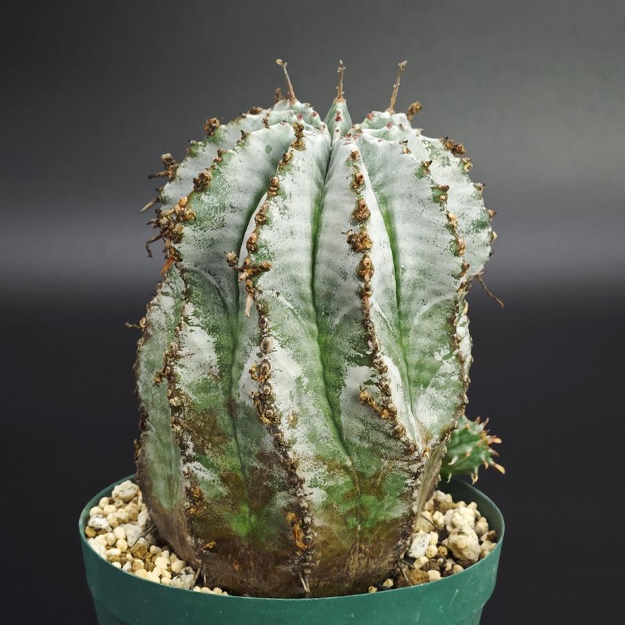 ユーフォルビア 白衣ホリダ アルバ 3号（9cm鉢） ※0002 : Botanique