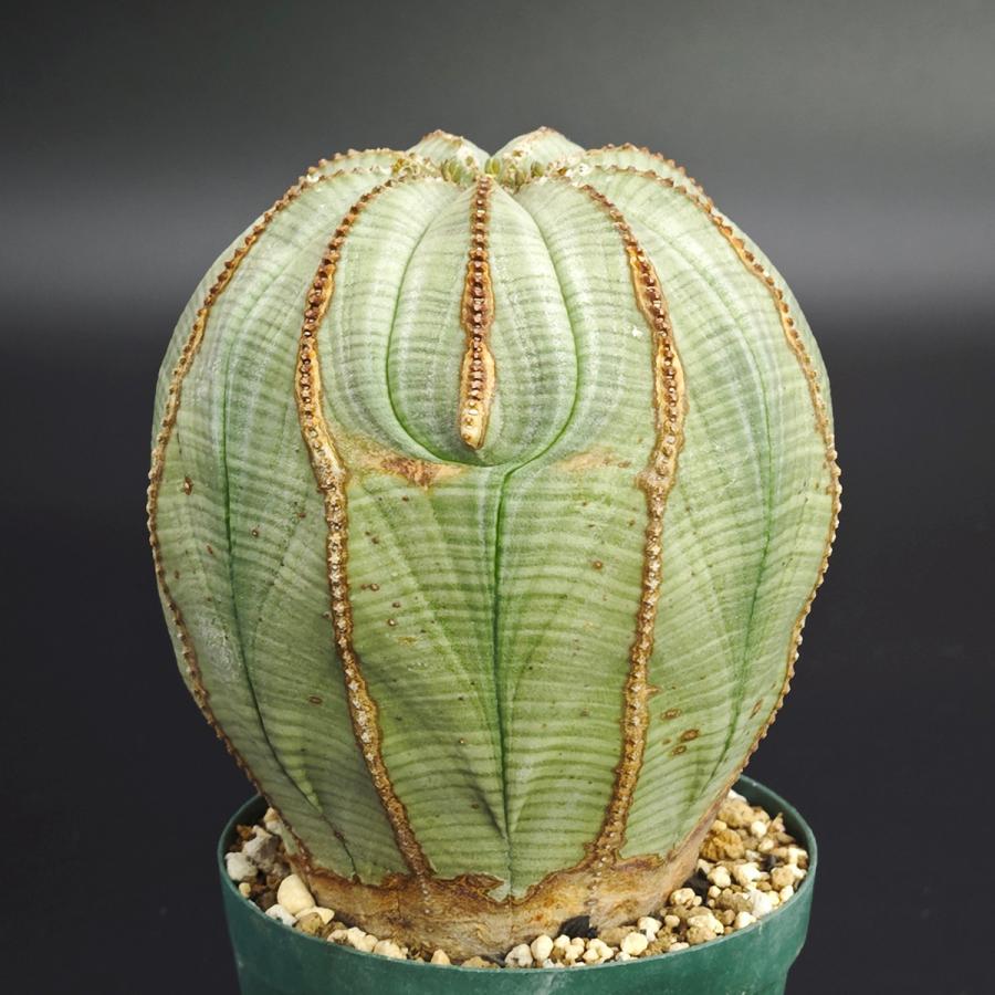 ユーフォルビアオベサ 白化木質タイプ Euphorbia obesa ユーフォルビア
