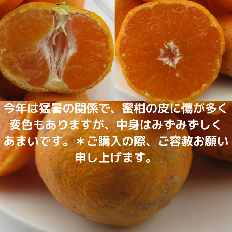 訳あり 完熟 和歌山みかん 大玉 和歌山県産 5kg 旬の果物 フルーツ