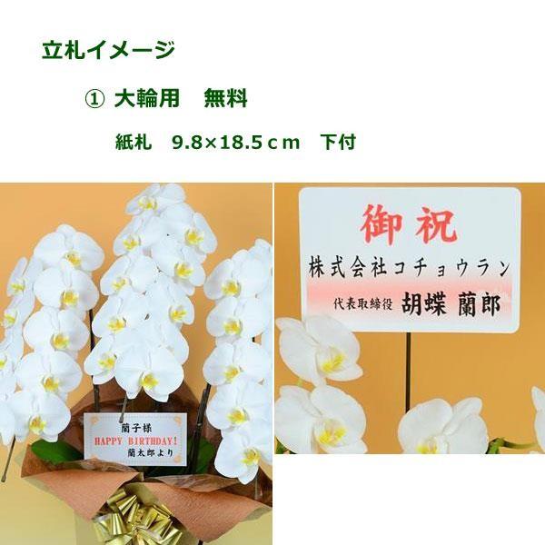 本州限定 ヤマト便 胡蝶蘭鉢大輪３本立ち 白 紙札下付き お祝い花 Fow042 0001 花とギフトのブーケアンドブーケ 通販 Yahoo ショッピング