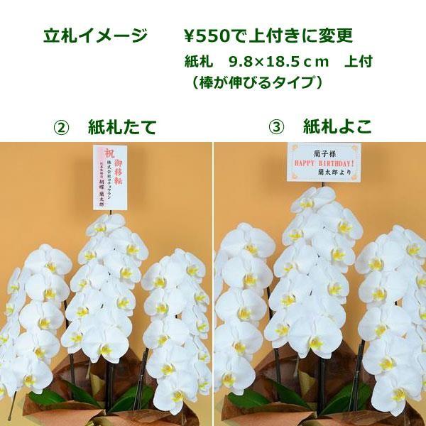 本州限定 ヤマト便 胡蝶蘭鉢大輪３本立ち 白 紙札下付き お祝い花 Fow042 0001 花とギフトのブーケアンドブーケ 通販 Yahoo ショッピング