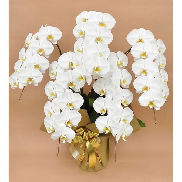 爆売り 本州限定 大型ヤマト便 時間指定不可 胡蝶蘭鉢大輪５本立ち つぼみ込み 白 紙札上付き お祝い花 Fow042 0003 花 とギフトのブーケアンドブーケ 通販 Yahoo ショッピング 代引不可 Www Jolimmo Ch