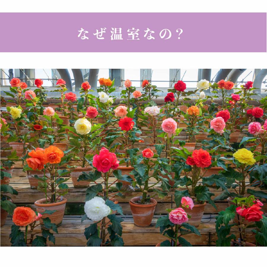 シルクキャップ ナイトキャップ リボン シルク100％ ロングヘア レディース ナイトキャップ リボン |  | 04