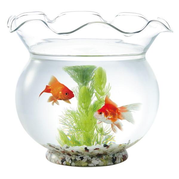 匠の技が生きる金魚鉢 中 : E・T・M Yahoo!店 - 通販 - Yahoo!ショッピング