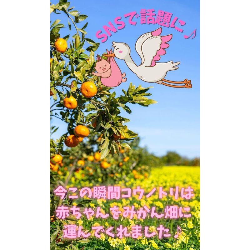 Edges42 おくるみ 新生児 野菜 ガーゼ 夏 抱っこ布団 授乳ケープ 白菜 オレンジ みかん｜br-market｜07