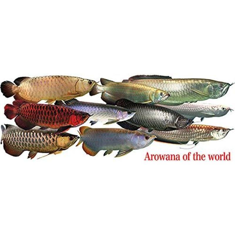世界のアロワナのマグカップ：フォトマグ（世界の熱帯魚シリーズ）｜br-market｜03