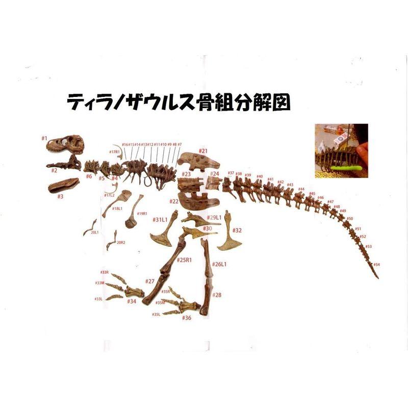 ３Ｄ立体パズル ティラノサウルス・レックス 骨格標本 大迫力・大型 全長70cm インテリアとしても際立ちます。（色は、付いておりません・絵｜br-select-store｜04
