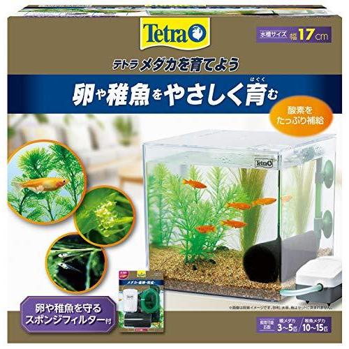 テトラ Tetra 水槽 メダカを育てよう Pl 17kb Tartuficolturacasadei It