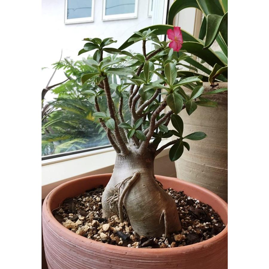 214 アデニウムの中でオベスムよりも盆栽的な形を作りやすいアデニウム アラビカム 小さな鉢で良型を目指してる方に Adenium Ara Braggart 通販 Yahoo ショッピング