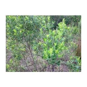 プロポリス 液体 Nova Moda社製 インペリアルプロポリス 液体タイプ30ml 爆買 |  | 04