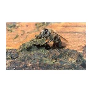 プロポリス 液体 Nova Moda社製 インペリアルプロポリス 液体タイプ30ml 爆買 |  | 05