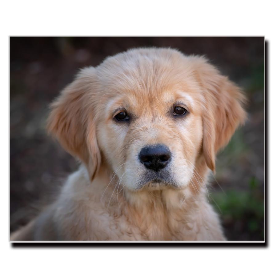 アートパネル インテリア ゴールデンレトリバー キャンバス ファブリック パネル 絵画 ポップ おしゃれ 犬 Dog ポスター 額縁 壁紙 Lif P003 デザプリ オリジナルデザインプリントグッズ 通販 Yahoo ショッピング