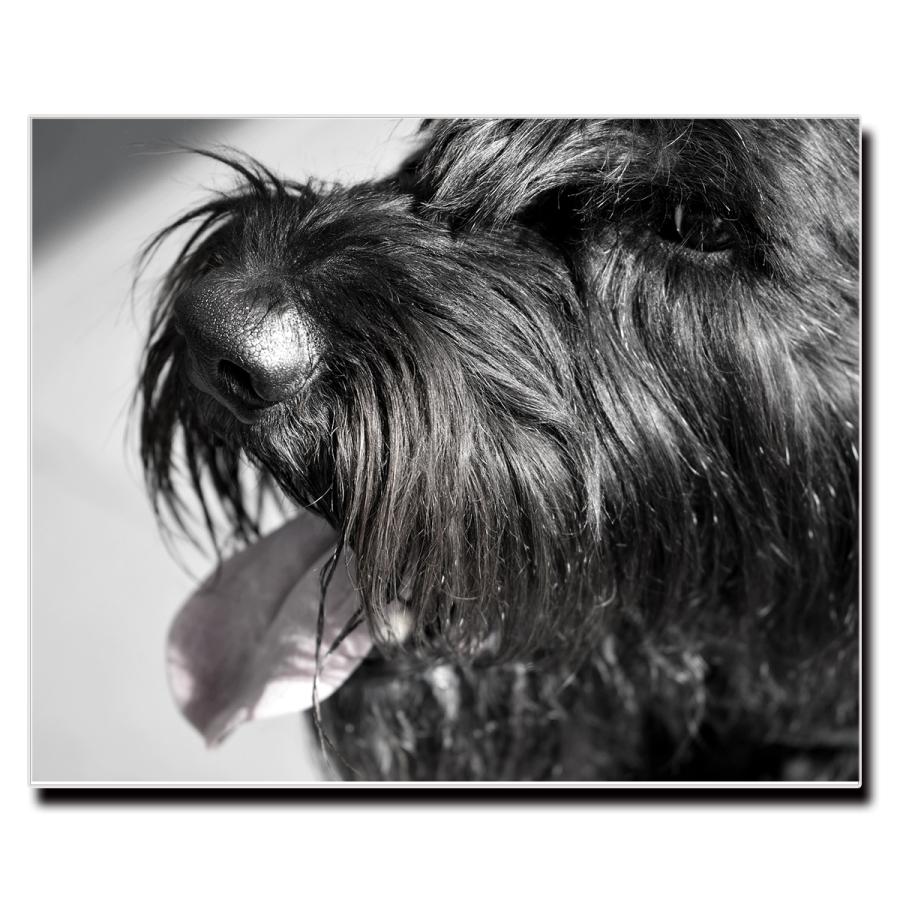 アートパネル インテリア シュナウザー キャンバス ファブリック パネル 絵画 ポップ おしゃれ 犬 Dog ポスター 額縁 壁紙 Lif P007 Brave Sports 通販 Yahoo ショッピング