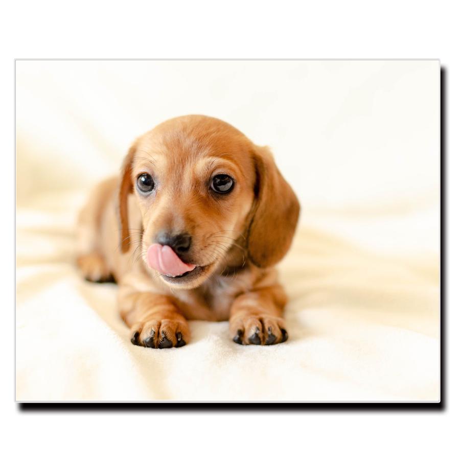 アートパネル インテリア ミニチュア ダックスフンド 犬 Dog キャンバス ファブリック パネル 絵画 かわいい おしゃれ Lif P008 デザプリ オリジナルデザインプリントグッズ 通販 Yahoo ショッピング