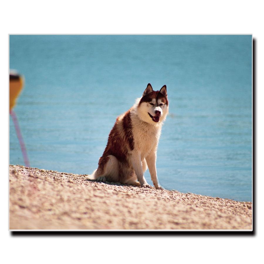アートパネル インテリア シベリアンハスキー キャンバス ファブリック パネル 絵画 ポップ おしゃれ 犬 Dog ポスター 額縁 壁紙 Lif P013 デザプリ オリジナルデザインプリントグッズ 通販 Yahoo ショッピング