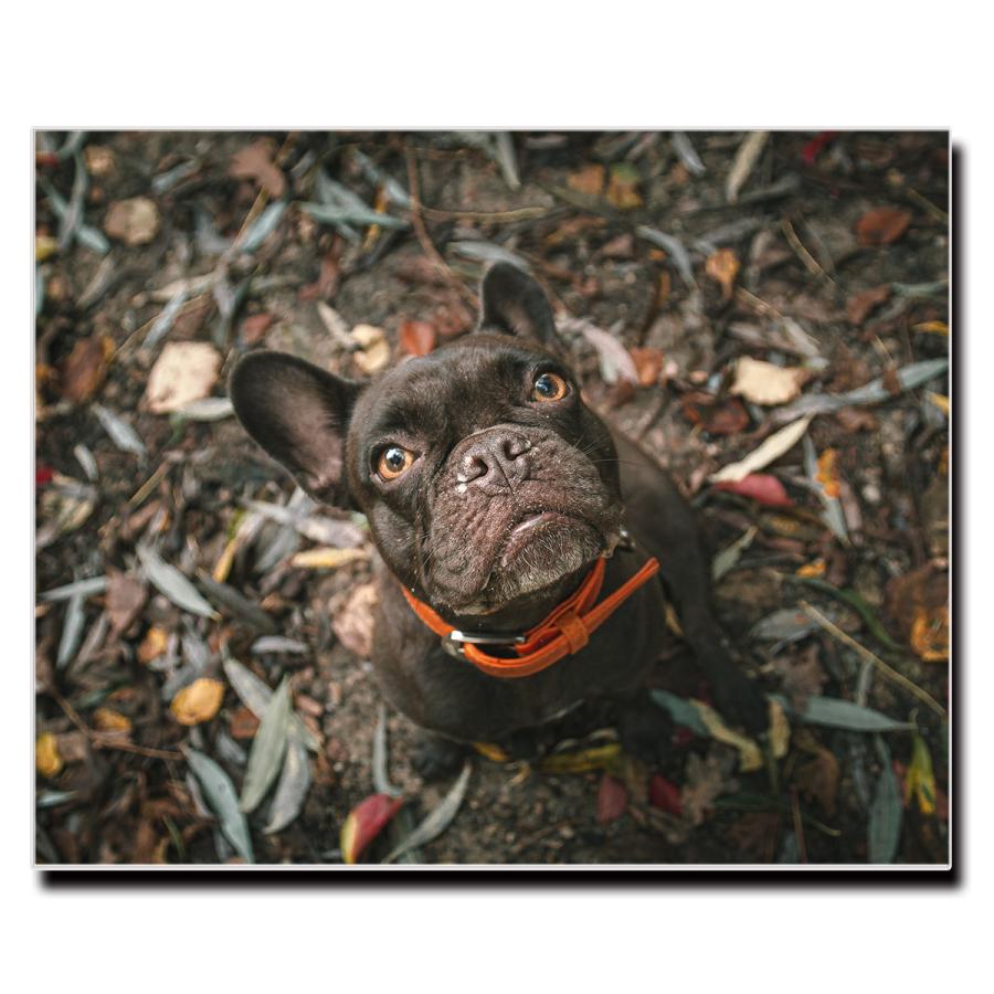 アートパネル インテリア ブルドッグ キャンバス ファブリック パネル 絵画 ポップ おしゃれ 犬 Dog ポスター 額縁 壁紙 Lif P016 デザプリ オリジナルデザインプリントグッズ 通販 Yahoo ショッピング