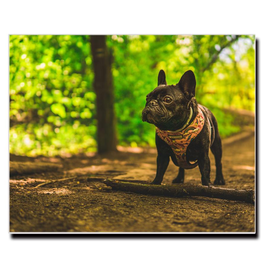 アートパネル インテリア ブルドッグ キャンバス ファブリック パネル 絵画 ポップ おしゃれ 犬 Dog ポスター 額縁 壁紙 Lif P016 デザプリ オリジナルデザインプリントグッズ 通販 Yahoo ショッピング