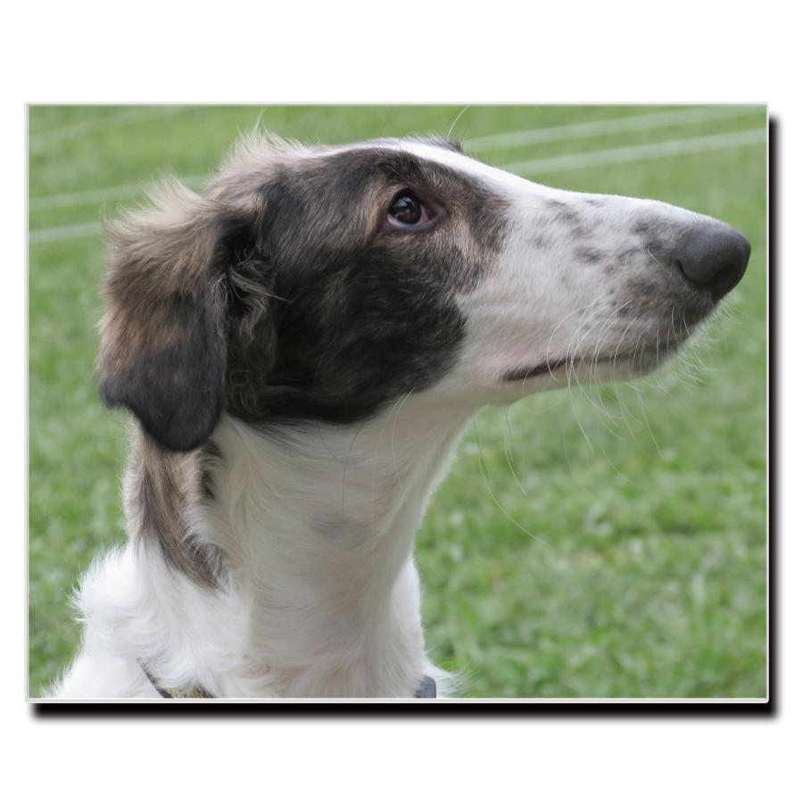 アートパネル インテリア ボルゾイ キャンバス ファブリック パネル 絵画 ポップ おしゃれ 犬 Dog ポスター 額縁 壁紙 Lif P018 デザプリ オリジナルデザインプリントグッズ 通販 Yahoo ショッピング