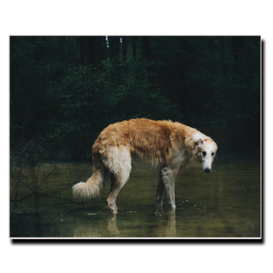 アートパネル インテリア ボルゾイ キャンバス ファブリック パネル 絵画 ポップ おしゃれ 犬 Dog ポスター 額縁 壁紙 Lif P018 デザプリ オリジナルデザインプリントグッズ 通販 Yahoo ショッピング