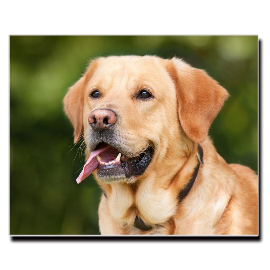 アートパネル インテリア ラブラドールレトリバー キャンバス ファブリック パネル 絵画 ポップ おしゃれ 犬 Dog ポスター 額縁 壁紙 Lif P0 デザプリ オリジナルデザインプリントグッズ 通販 Yahoo ショッピング