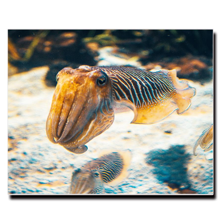 アートパネル インテリア イカ キャンバス ファブリック パネル 絵画 おしゃれ かわいい アニマル ポスター 額縁 壁紙 Lif P026 デザプリ オリジナルデザインプリントグッズ 通販 Yahoo ショッピング