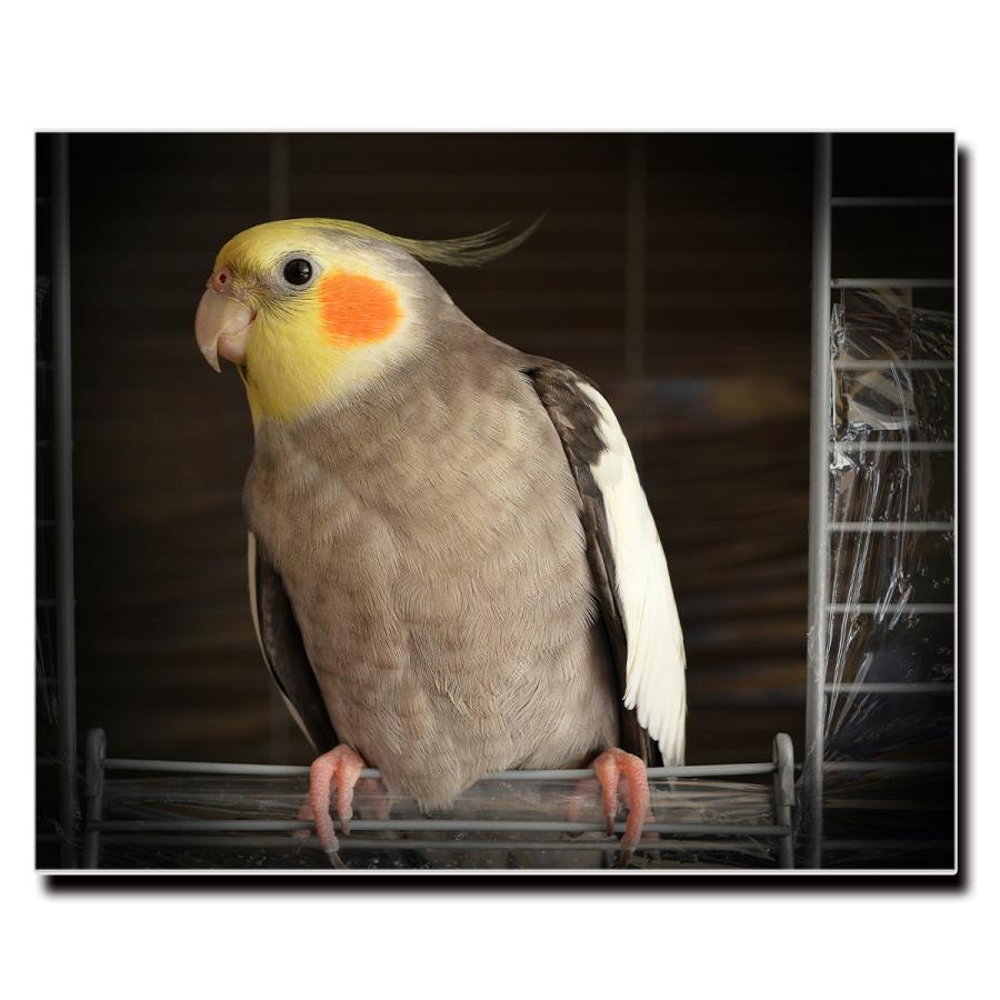 アートパネル インテリア インコ キャンバス ファブリック パネル 絵画 おしゃれ かわいい アニマル ポスター 額縁 壁紙 Lif P028 デザプリ オリジナルデザインプリントグッズ 通販 Yahoo ショッピング