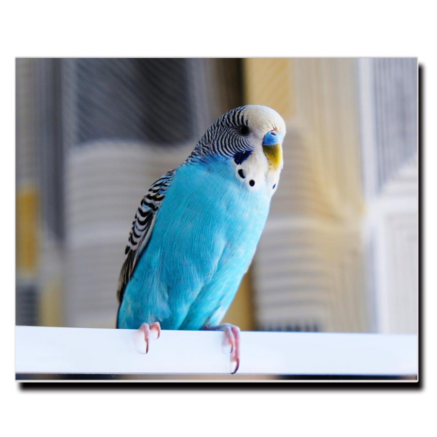 アートパネル インテリア インコ キャンバス ファブリック パネル 絵画 おしゃれ かわいい アニマル ポスター 額縁 壁紙 Lif P028 デザプリ オリジナルデザインプリントグッズ 通販 Yahoo ショッピング