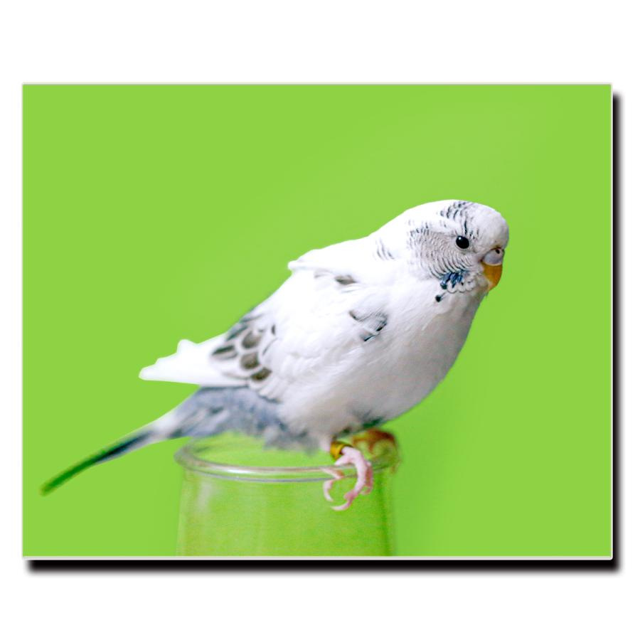 アートパネル インテリア インコ キャンバス ファブリック パネル 絵画 おしゃれ かわいい アニマル ポスター 額縁 壁紙 Lif P028 デザプリ オリジナルデザインプリントグッズ 通販 Yahoo ショッピング